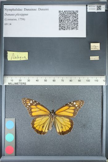 Media type: image;   Entomology 165000